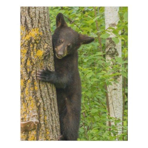 Black Bear Cub  Minnesota Faux Canvas Print