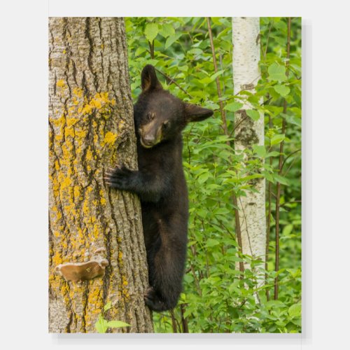 Black Bear Cub  Minnesota Foam Board