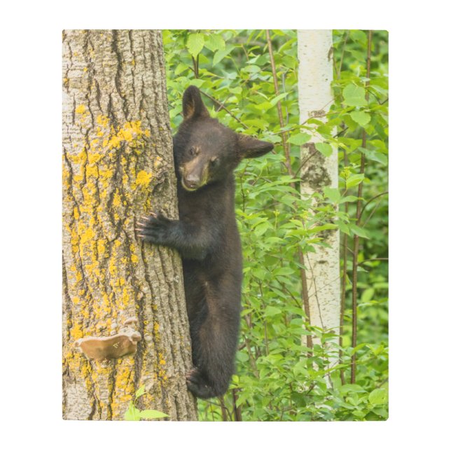 Black Bear Cub | Minnesota Metal Print (Front)