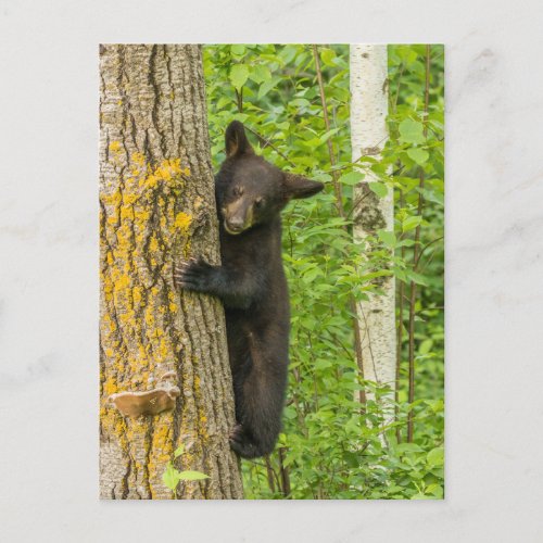 Black Bear Cub  Minnesota Postcard