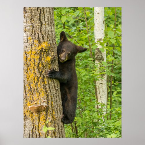 Black Bear Cub  Minnesota Poster