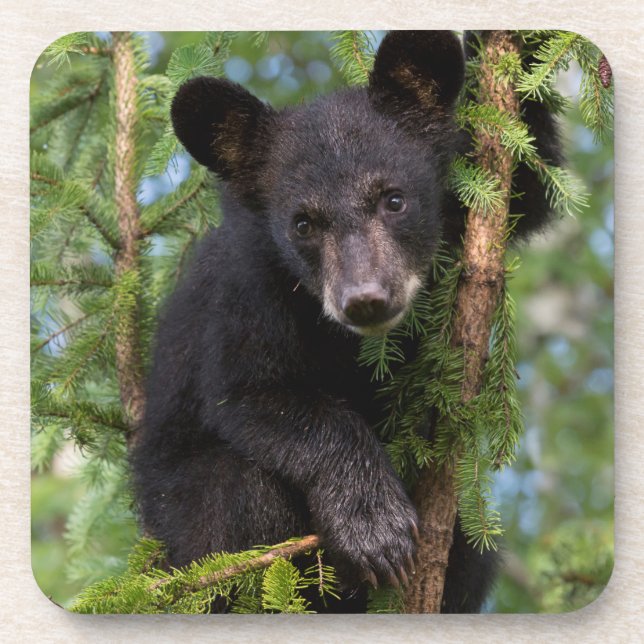 Black Bear Cub Playing in Trees Beverage Coaster (Front)