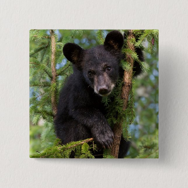 Black Bear Cub Playing in Trees Button (Front)