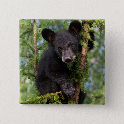 Black Bear Cub Playing in Trees Button