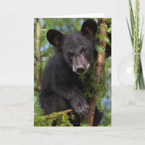 Black Bear Cub Playing in Trees Card