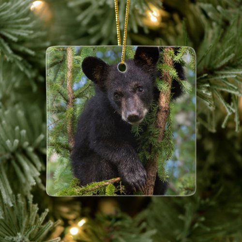 Black Bear Cub Playing in Trees Ceramic Ornament