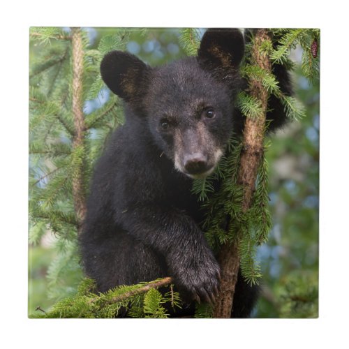 Black Bear Cub Playing in Trees Ceramic Tile