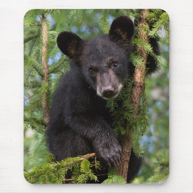 Black Bear Cub Playing in Trees Mouse Pad (Front)