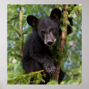 Black Bear Cub Playing in Trees Poster