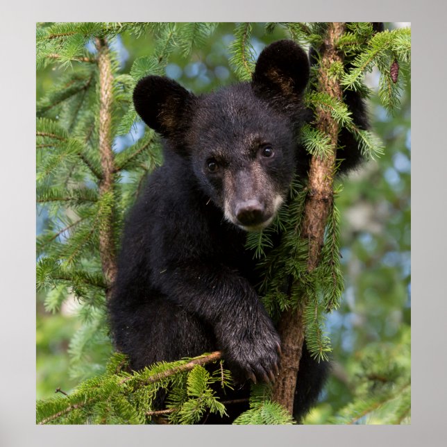 Black Bear Cub Playing in Trees Poster (Front)