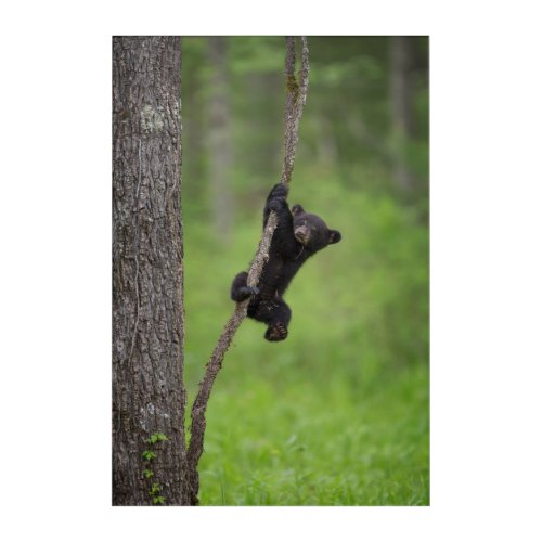 Black Bear Cub playing on Tree Limb Acrylic Print