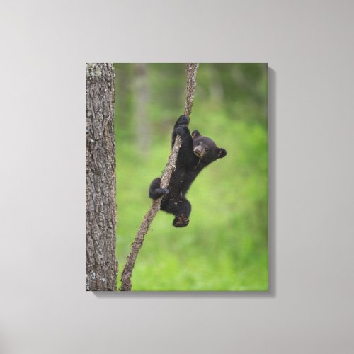 Black Bear Cub playing on Tree Limb Canvas Print