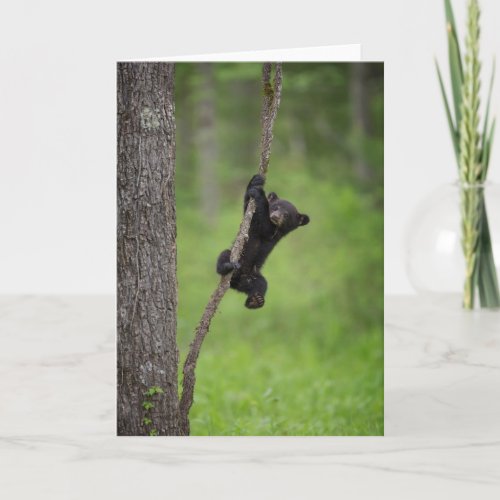 Black Bear Cub playing on Tree Limb Card
