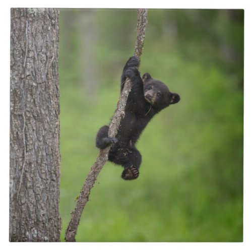 Black Bear Cub playing on Tree Limb Ceramic Tile
