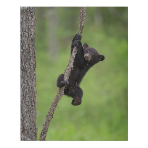 Black Bear Cub playing on Tree Limb Faux Canvas Print