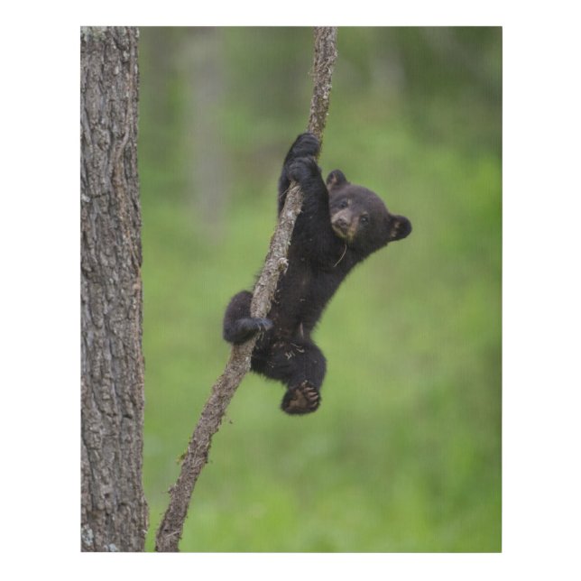 Black Bear Cub playing on Tree Limb Faux Canvas Print (Front)