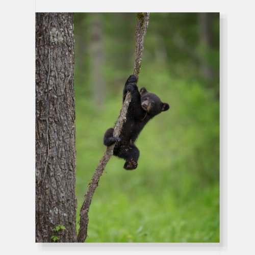 Black Bear Cub playing on Tree Limb Foam Board
