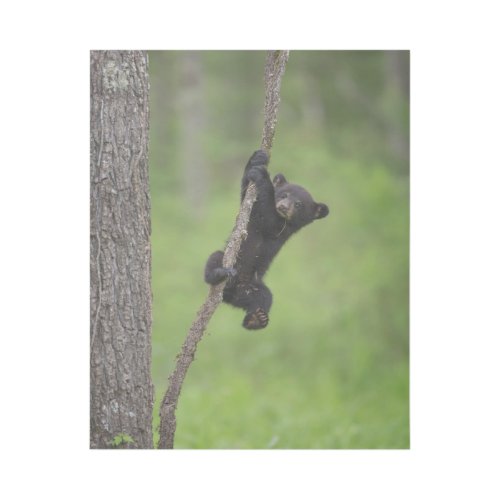 Black Bear Cub playing on Tree Limb Gallery Wrap
