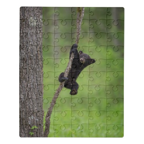Black Bear Cub playing on Tree Limb Jigsaw Puzzle