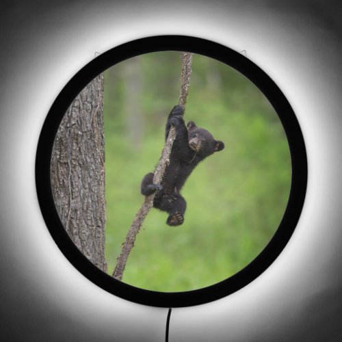 Black Bear Cub playing on Tree Limb LED Sign