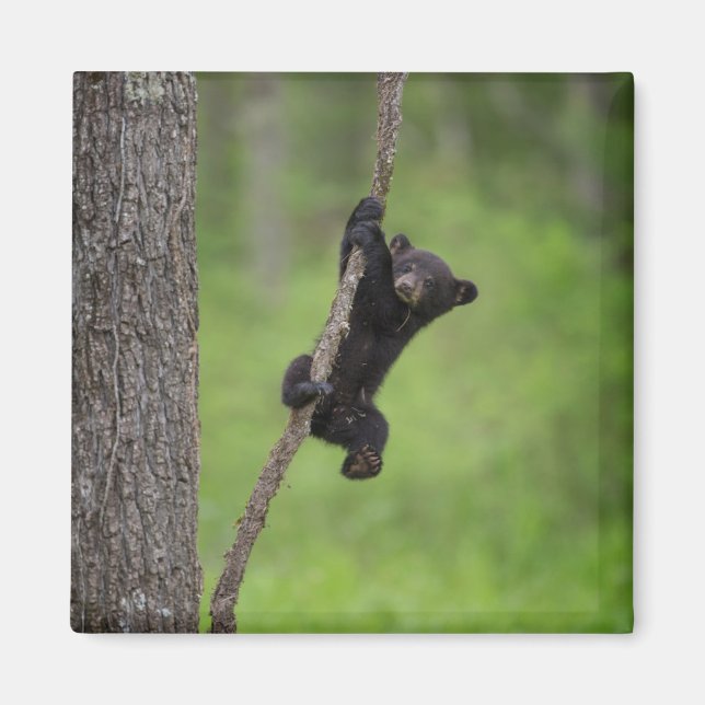 Black Bear Cub playing on Tree Limb Magnet (Front)