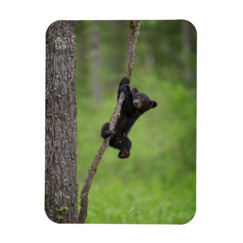 Black Bear Cub playing on Tree Limb Magnet