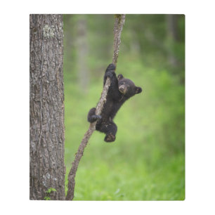 Black Bear Cub playing on Tree Limb Metal Print