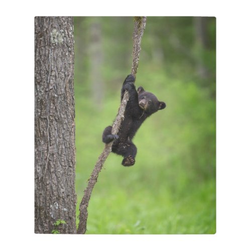 Black Bear Cub playing on Tree Limb Metal Print