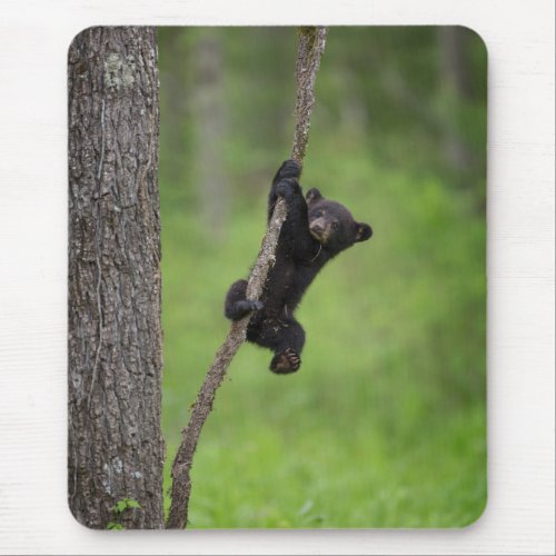 Black Bear Cub playing on Tree Limb Mouse Pad