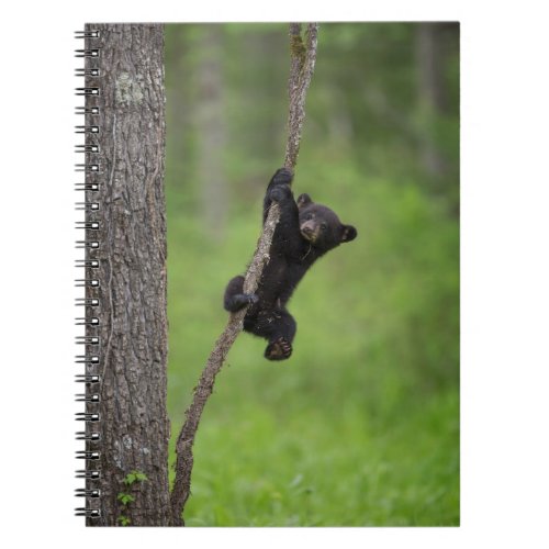 Black Bear Cub playing on Tree Limb Notebook