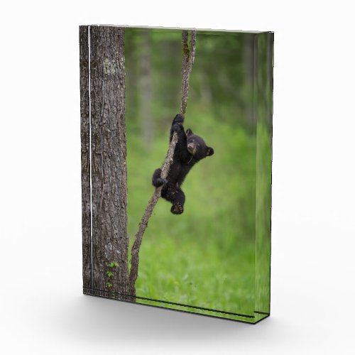Black Bear Cub playing on Tree Limb Photo Block