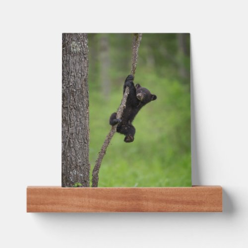 Black Bear Cub playing on Tree Limb Picture Ledge