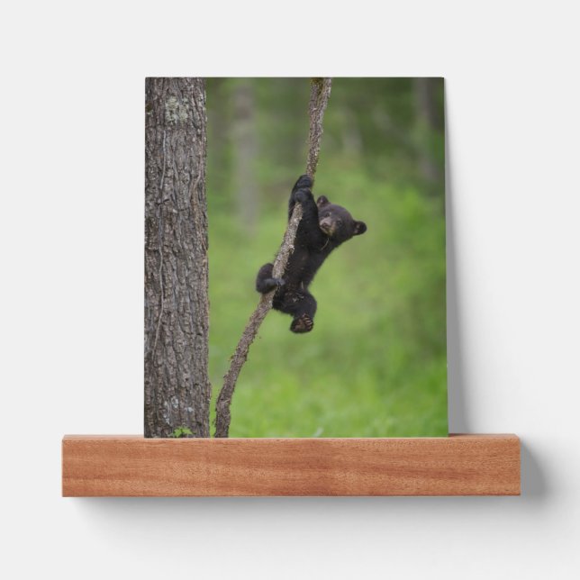 Black Bear Cub playing on Tree Limb Picture Ledge (Front)