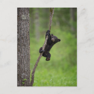 Black Bear Cub playing on Tree Limb Postcard