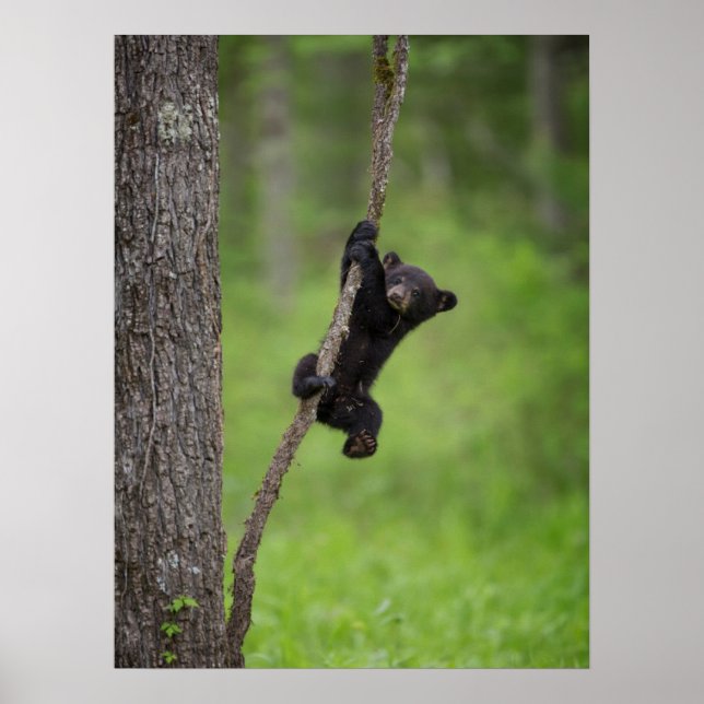 Black Bear Cub playing on Tree Limb Poster (Front)