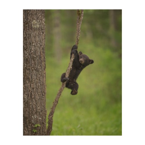 Black Bear Cub playing on Tree Limb Wood Wall Art