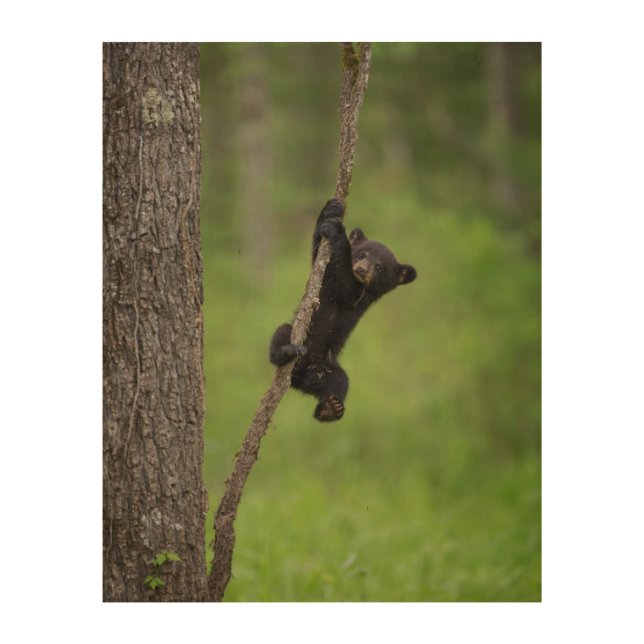 Black Bear Cub playing on Tree Limb Wood Wall Art (Front)