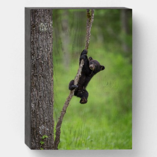 Black Bear Cub playing on Tree Limb Wooden Box Sign