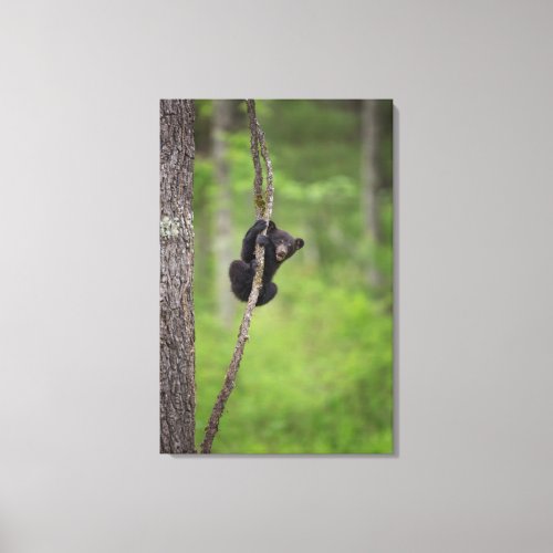 Black bear cub playing Tennessee Canvas Print