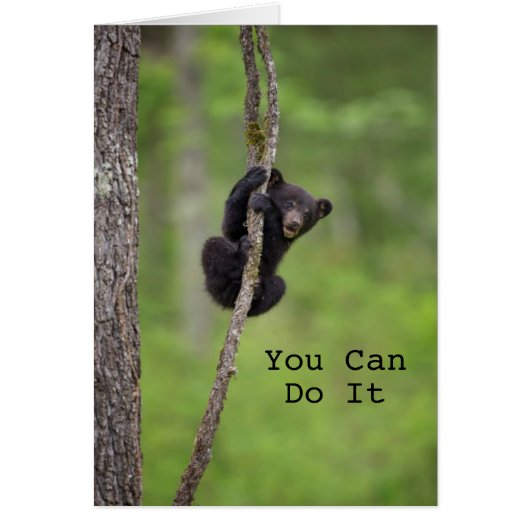 Black bear cub playing, Tennessee Cards (Front)