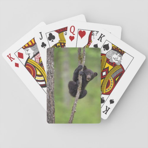Black bear cub playing Tennessee Poker Cards