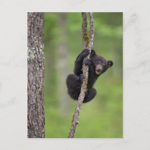 Black bear cub playing Tennessee Postcard