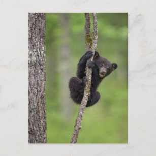 Black bear cub playing, Tennessee Postcard
