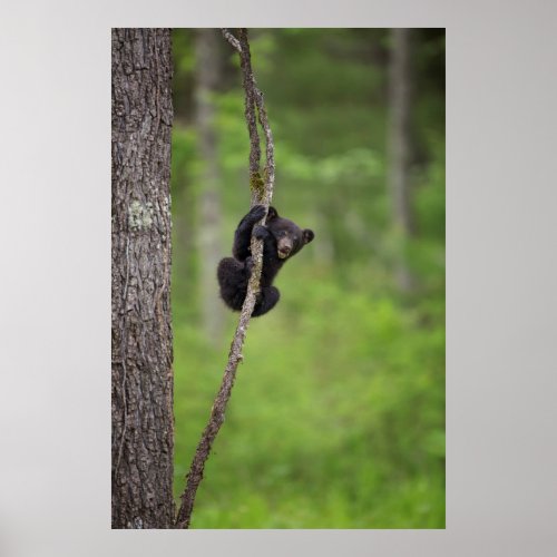 Black bear cub playing Tennessee Poster