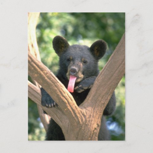 Black bear cub postcard