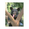 Black bear cub