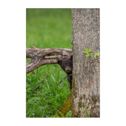 Black Bear Cub  Smoky Mountains Acrylic Print