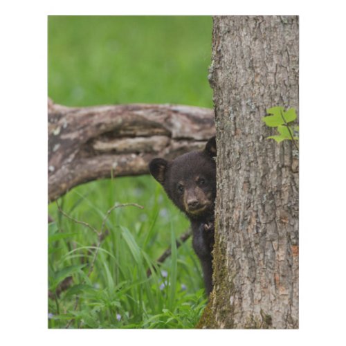 Black Bear Cub  Smoky Mountains Faux Canvas Print