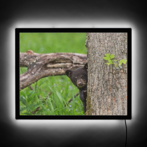 Black Bear Cub  Smoky Mountains LED Sign