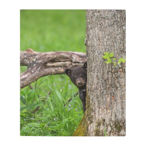 Black Bear Cub  Smoky Mountains Metal Print